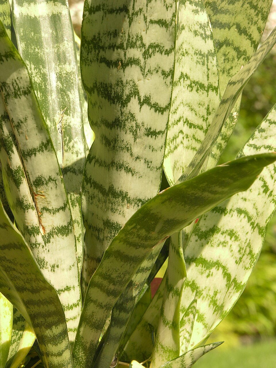Close view of Dracaena trifasciata leaves